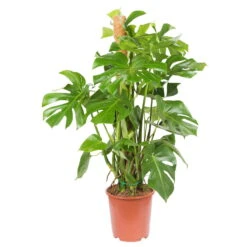 Monstera Deliciosa, Topf-Ø 27 Cm, Höhe Ca. 120 Cm -Compo Verkaufsgeschäft 0220107421 Monstera deliciosa moosstab 27cm T H120cm