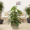 Monstera Deliciosa, Topf-Ø 27 Cm, Höhe Ca. 120 Cm 9 Monstera Deliciosa, Topf-Ø 27 Cm, Höhe Ca. 120 Cm -Compo Verkaufsgeschäft 0220107421 monstera deliciosa moosstab 27 cm 120 cm web