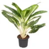 Aglaonema 'Key Lime', Topf-Ø 22 Cm, Höhe Ca. 70 Cm 14 Aglaonema 'Key Lime', Topf-Ø 22 Cm, Höhe Ca. 70 Cm -Compo Verkaufsgeschäft 0220107683 Aglaonema keylime 22cm T H 70cm