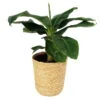 Bananenpflanze 'Dwarf Cavendish' Im Korb Maki, Topf-Ø 17 Cm, H: Ca. 40-55 Cm -Compo Verkaufsgeschäft 0220107993 Musa dwarf cavendish im Dekokorb