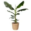 Bananenpflanze 'Dwarf Cavendish' Im Korb Osaka, Topf-Ø 21 Cm, H: Ca. 70-90 Cm -Compo Verkaufsgeschäft 0220107997 Musa Dwarf Cavendish im Dekokorb 2