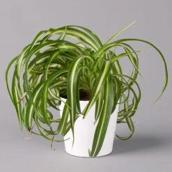 Grünlilie 'Bonnie' Mit Keramiktopf Dallas Weiß, Topf-Ø 12 Cm, 3er-Set -Compo Verkaufsgeschäft 0220108124 Chlorophyt Bonnie in Topf Dallas weiss 1