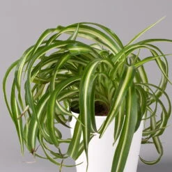 Grünlilie 'Bonnie' Mit Keramiktopf Dallas Weiß, Topf-Ø 12 Cm, 3er-Set -Compo Verkaufsgeschäft 0220108124 Chlorophyt Bonnie in Topf Dallas weiss 2