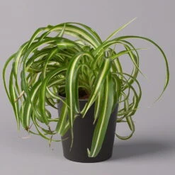 Grünlilie 'Bonnie' Mit Keramiktopf Dallas Anthrazit, Topf-Ø 12 Cm, 3er-Set -Compo Verkaufsgeschäft 0220108128 Chlorophyt Bonnie Dallas anthraz 1