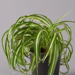 Grünlilie 'Bonnie' Mit Keramiktopf Dallas Anthrazit, Topf-Ø 12 Cm, 3er-Set -Compo Verkaufsgeschäft 0220108128 Chlorophyt Bonnie Dallas anthraz 2