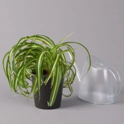 Grünlilie 'Bonnie' Mit Keramiktopf Dallas Anthrazit, Topf-Ø 12 Cm, 3er-Set -Compo Verkaufsgeschäft 0220108128 Chlorophyt Bonnie Dallas anthraz 3