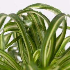 Grünlilie 'Bonnie' Mit Keramiktopf Dallas Anthrazit, Topf-Ø 12 Cm, 3er-Set -Compo Verkaufsgeschäft 0220108128 Chlorophyt Bonnie Dallas anthraz 4