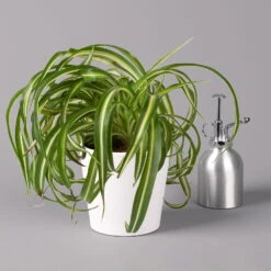 Grünlilie 'Bonnie' Mit Keramiktopf Dallas Weiß, Topf-Ø 12 Cm, Höhe Ca. 25 Cm -Compo Verkaufsgeschäft 0220108254 Chlorophyt Bonnie in Topf Dallas weiss 32