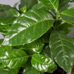 Kaffeestrauch Mit Keramiktopf Anthrazit, Topf-Ø 12cm, Höhe Ca. 25 Cm, 2er-Set -Compo Verkaufsgeschäft 0220108270 Coffea arabica Dallas anthrazit 5