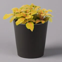 Fittonia 'Skeleton' Inkl. Keramiktopf Dallas Anthrazit, Topf-Ø 12 Cm