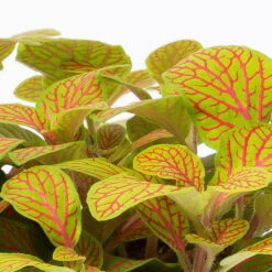 Fittonia 'Skeleton' Inkl. Keramiktopf Dallas Anthrazit, Topf-Ø 12 Cm -Compo Verkaufsgeschäft 0220108275 Fittonia Skeleton Topf Dallas anthrazit 4