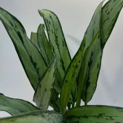 Aglaonema 'Cutlass', Mit Übertopf Dallas Weiß, Topf-Ø 12 Cm -Compo Verkaufsgeschäft 0220108452 T12 0220108593 Aglaonema Cutlass Dallas weiss 14cm 3 125633