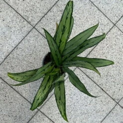Aglaonema 'Cutlass', Mit Übertopf Dallas Weiß, Topf-Ø 12 Cm -Compo Verkaufsgeschäft 0220108452 T12 0220108593 Aglaonema Cutlass Dallas weiss 14cm 4 125631