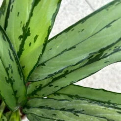 Aglaonema 'Cutlass', Mit Übertopf Dallas Weiß, Topf-Ø 12 Cm -Compo Verkaufsgeschäft 0220108452 T12 0220108593 Aglaonema Cutlass Dallas weiss 14cm 6 125634