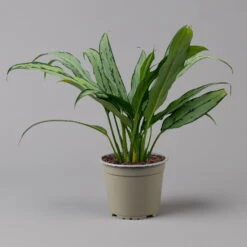Aglaonema 'Cutlass', Mit Übertopf Dallas Weiß, Topf-Ø 12 Cm -Compo Verkaufsgeschäft 0220108452 T12 0220108593 Aglaonema Cutlass Dallas weiss 14cm f 126165