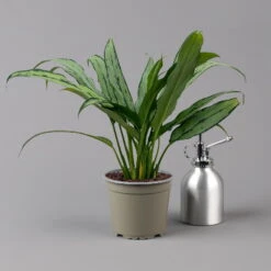 Aglaonema 'Cutlass', Mit Übertopf Dallas Weiß, Topf-Ø 12 Cm -Compo Verkaufsgeschäft 0220108452 T12 0220108593 Aglaonema Cutlass Dallas weiss 14cm t 126166