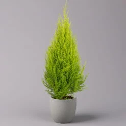 Zimmerzypresse 'Goldcrest', Pyramide, Topf-Ø 17 Cm, 2er-Set -Compo Verkaufsgeschäft 0220108502 Cupressus Pyramide 17cm 2er Set1 116549