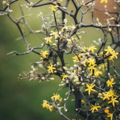 Zickzackstrauch, Topf-Ø 19 Cm, Höhe Ca. 70 Cm -Compo Verkaufsgeschäft 0220108510 0220108511 0220108515 0220108516 0220108517 0220108518 0220108519 0220108520 Corokia 1 116837 1