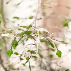 Zickzackstrauch Gefärbt Mit Glitzer, Lila, Topf-Ø 13 Cm, 2er-Set -Compo Verkaufsgeschäft 0220108510 0220108511 0220108515 0220108516 0220108517 0220108518 0220108519 0220108520 Corokia 2 116838 2