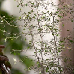 Zickzackstrauch Gefärbt Mit Glitzer, Lila, Topf-Ø 13 Cm, 2er-Set -Compo Verkaufsgeschäft 0220108510 0220108511 0220108515 0220108516 0220108517 0220108518 0220108519 0220108520 Corokia 3 116836 2