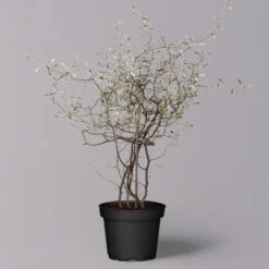 Zickzackstrauch, Topf-Ø 11 Cm, Höhe Ca. 20 Cm, 3er-Set -Compo Verkaufsgeschäft 0220108516 Corokia cotoneaster 2 119863