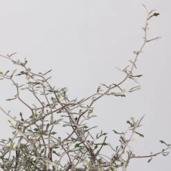 Zickzackstrauch, Topf-Ø 11 Cm, Höhe Ca. 20 Cm, 3er-Set -Compo Verkaufsgeschäft 0220108516 Corokia cotoneaster 1 117166