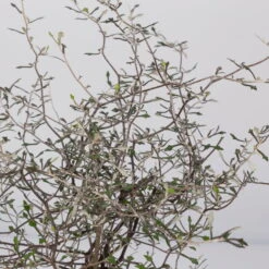 Zickzackstrauch, Topf-Ø 11 Cm, Höhe Ca. 20 Cm, 3er-Set -Compo Verkaufsgeschäft 0220108516 Corokia cotoneaster 8 117167