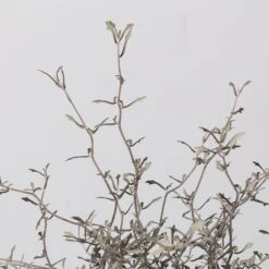 Zickzackstrauch, Topf-Ø 19 Cm, Höhe Ca. 70 Cm -Compo Verkaufsgeschäft 0220108517 Corokia cotoneaster 3 117168