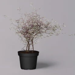 Zickzackstrauch Gefärbt Mit Glitzer, Lila, Topf-Ø 13 Cm, 2er-Set -Compo Verkaufsgeschäft 0220108520 Corokia lila geglitzert 6 119867