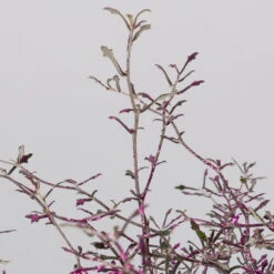 Zickzackstrauch Gefärbt Mit Glitzer, Lila, Topf-Ø 13 Cm, 2er-Set -Compo Verkaufsgeschäft 0220108520 Corokia lila geglitzert detail 2 117164