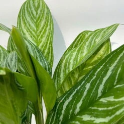Aglaonema 'Stripes', Topf-Ø 17 Cm, Höhe Ca. 50 Cm -Compo Verkaufsgeschäft 0220108575 Aglaonema Stripes 17cmT H50cm 11 125658