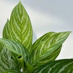 Aglaonema 'Stripes', Topf-Ø 17 Cm, Höhe Ca. 50 Cm -Compo Verkaufsgeschäft 0220108575 Aglaonema Stripes 17cmT H50cm 1 125659
