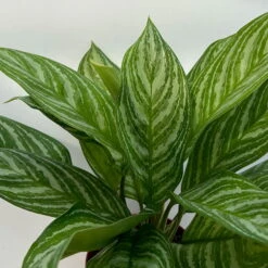 Aglaonema 'Stripes', Topf-Ø 17 Cm, Höhe Ca. 50 Cm -Compo Verkaufsgeschäft 0220108575 Aglaonema Stripes 17cmT H50cm 3 125657