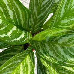 Aglaonema 'Stripes', Topf-Ø 17 Cm, Höhe Ca. 50 Cm -Compo Verkaufsgeschäft 0220108575 Aglaonema Stripes 17cmT H50cm 5 125660
