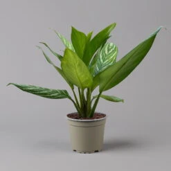 Aglaonema 'Stripes', Topf-Ø 17 Cm, Höhe Ca. 50 Cm -Compo Verkaufsgeschäft 0220108575 Aglaonema Stripes 17cmT H50cm f1 126179