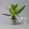 Aglaonema 'Stripes', Topf-Ø 17 Cm, Höhe Ca. 50 Cm -Compo Verkaufsgeschäft 0220108575 Aglaonema Stripes 17cmT H50cm t1 126181
