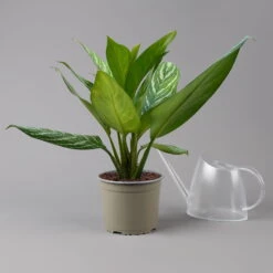 Aglaonema 'Stripes', Topf-Ø 17 Cm, Höhe Ca. 50 Cm