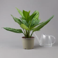Aglaonema 'Stripes', Topf-Ø 17 Cm, Höhe Ca. 50 Cm -Compo Verkaufsgeschäft 0220108575 Aglaonema Stripes 17cmT H50cm t 126182