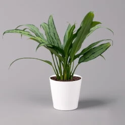 Aglaonema 'Cutlass', Mit Übertopf Dallas Weiß, Topf-Ø 12 Cm -Compo Verkaufsgeschäft 0220108593 Aglaonema Cutlass Dallas weiss 14cm f 126188