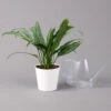 Aglaonema 'Cutlass', Mit Übertopf Dallas Weiß, Topf-Ø 12 Cm 16 Aglaonema 'Cutlass', Mit Übertopf Dallas Weiß, Topf-Ø 12 Cm -Compo Verkaufsgeschäft 0220108593 Aglaonema Cutlass Dallas weiss 14cm t 126187