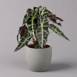 Alocasia 'Polly', Topf-Ø 17 Cm, Höhe Ca. 45 Cm -Compo Verkaufsgeschäft 0220110100 Alocasia Polly 11