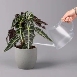 Alocasia 'Polly', Topf-Ø 17 Cm, Höhe Ca. 45 Cm -Compo Verkaufsgeschäft 0220110100 Alocasia Polly 13