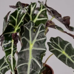 Alocasia 'Polly', Topf-Ø 17 Cm, Höhe Ca. 45 Cm -Compo Verkaufsgeschäft 0220110100 Alocasia Polly 2