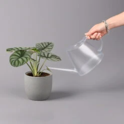 Alocasia Baginda 'Silver Dragon', Topf-Ø 14 Cm, Höhe Ca. 35 Cm -Compo Verkaufsgeschäft 0220110135 Alocasia Silver Dragon 3