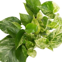 Grünpflanzen Trend-Mix Für Halbschattig/schattige Standorte, Topf 12 Cm Ø -Compo Verkaufsgeschäft 0220150063