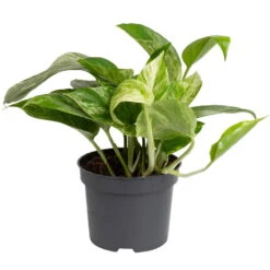 Grünpflanzen Trend-Mix Für Halbschattig/schattige Standorte, Topf 12 Cm Ø -Compo Verkaufsgeschäft 0220150063 1