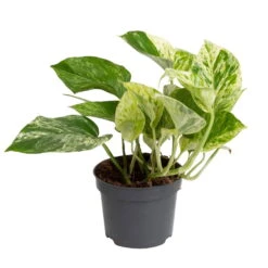 Grünpflanzen Trend-Mix Für Halbschattig/schattige Standorte, Topf 12 Cm Ø -Compo Verkaufsgeschäft 0220150063 2