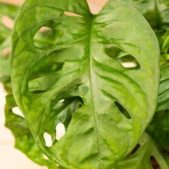 Grünpflanzen Trend-Mix Für Halbschattig/schattige Standorte, Topf 12 Cm Ø -Compo Verkaufsgeschäft 0220150063 6