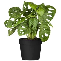 Grünpflanzen Trend-Mix Für Halbschattig/schattige Standorte, Topf 12 Cm Ø -Compo Verkaufsgeschäft 0220150063 7