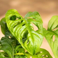 Grünpflanzen Trend-Mix Für Halbschattig/schattige Standorte, Topf 12 Cm Ø -Compo Verkaufsgeschäft 0220150063 8